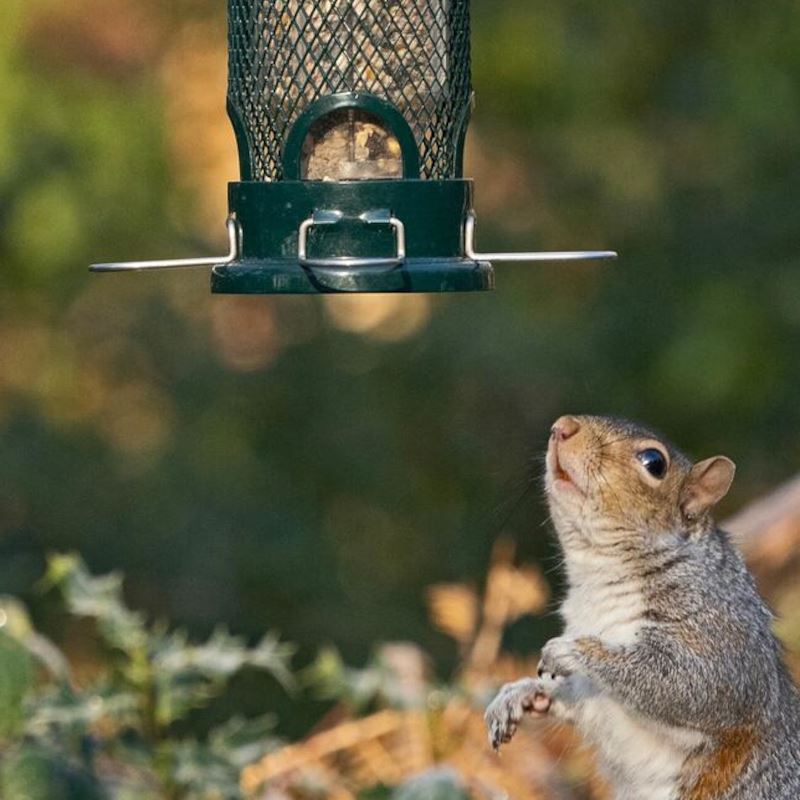 Squirrel Buster - Mini 4 Port Seed Feeder