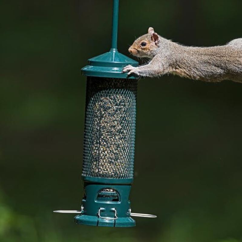 Squirrel Buster - 4 Port Seed Feeder