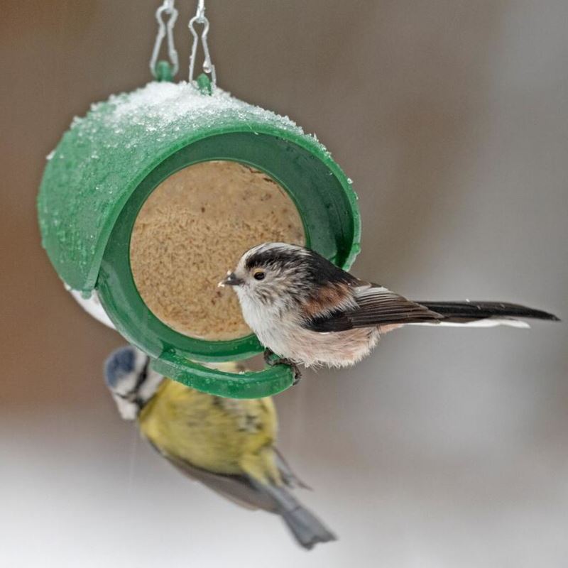 Flutter Buutter Flutter Butter - Pod Feeder – New Forest Bird Foods