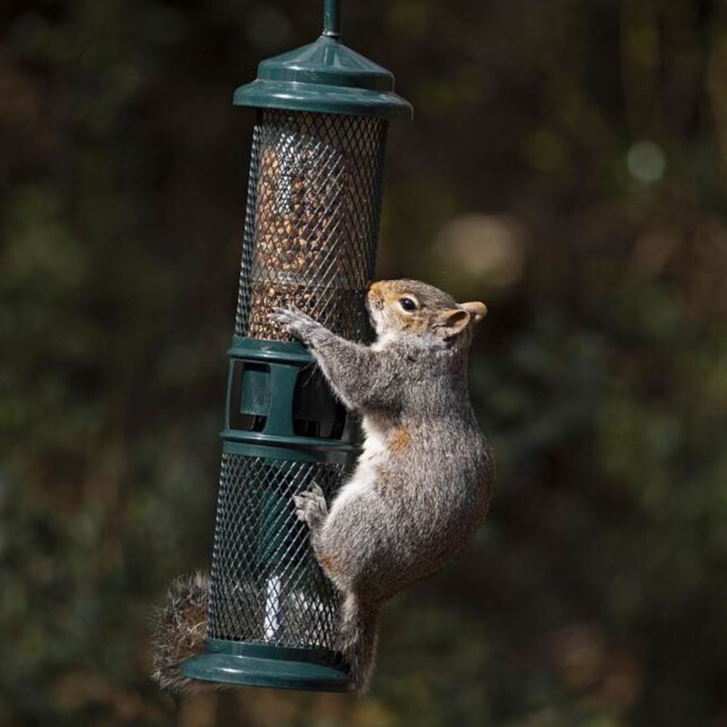Squirrel Buster - Peanut+ Peanut Feeder