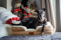 Thumbnail for The Belgravia Orthopaedic Dog Sofa™ - Medium