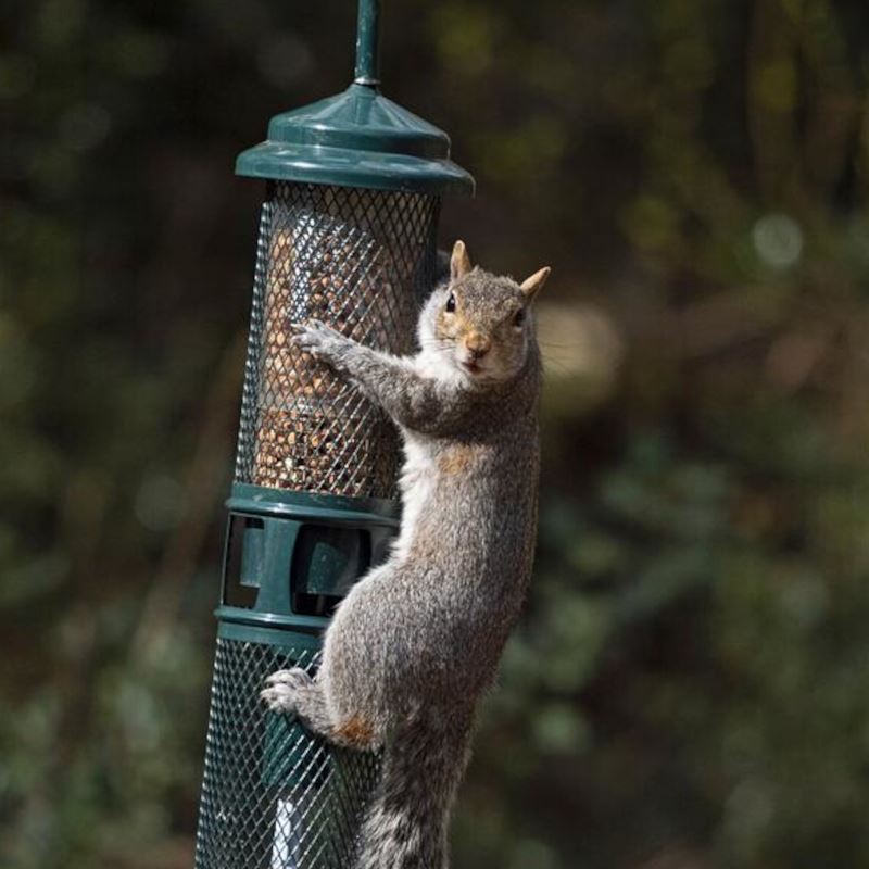 Squirrel Buster - Peanut+ Peanut Feeder