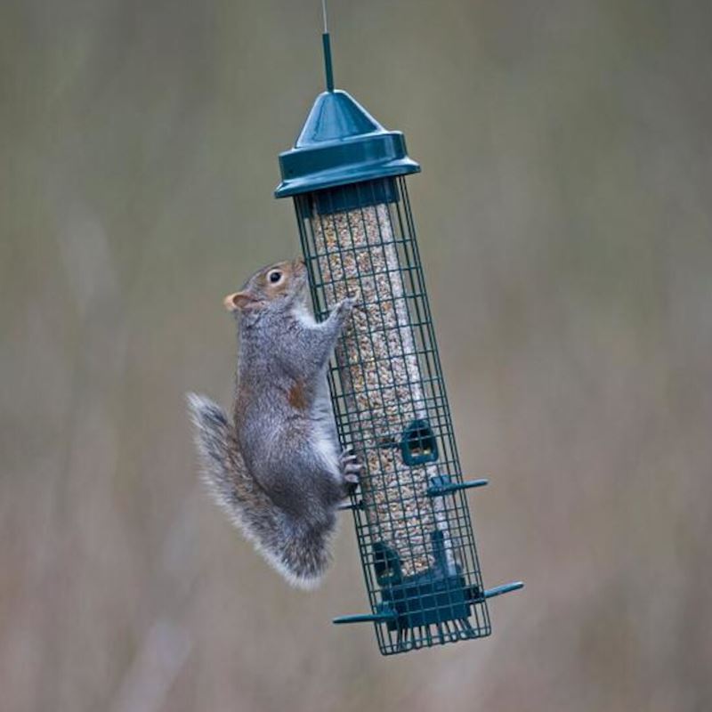 Squirrel Buster - Classic 4 Port Seed Feeder