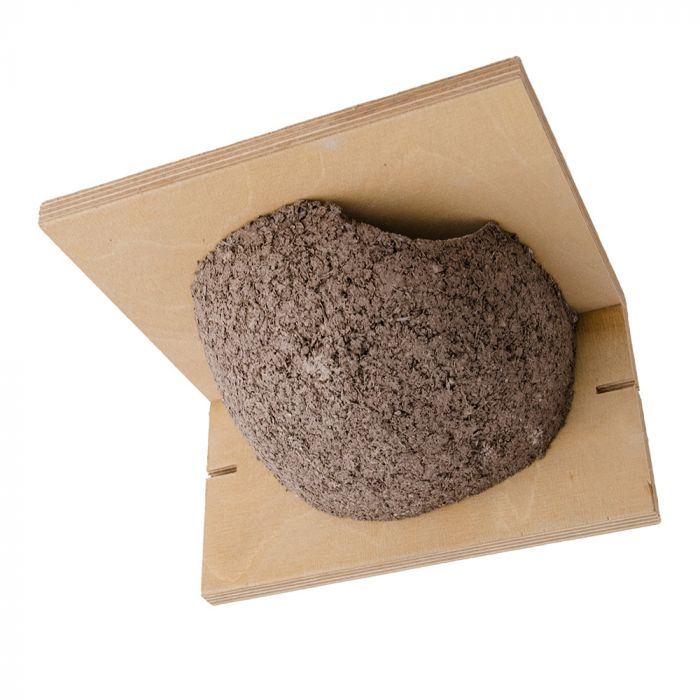 CJ Wildlife - House Martin Single Right Nest (Ply Back)