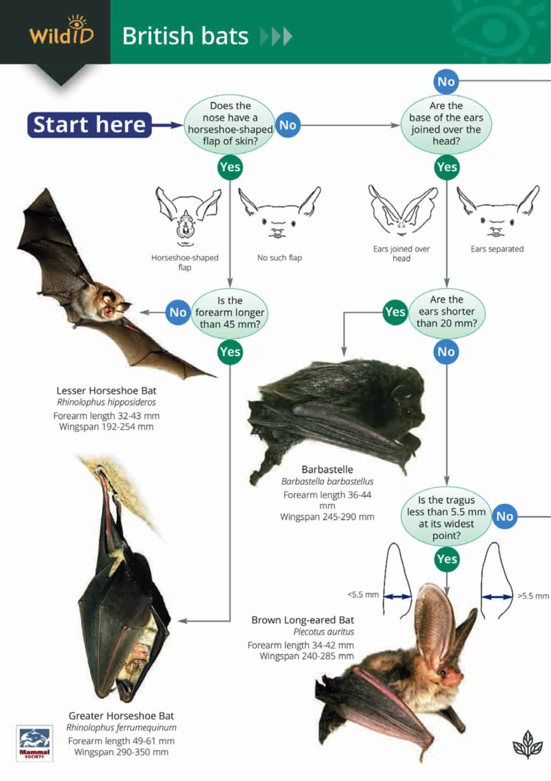 Field Studies Council - Bats Guide