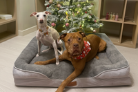 Thumbnail for The Belgravia Orthopaedic Dog Sofa™ - Xl